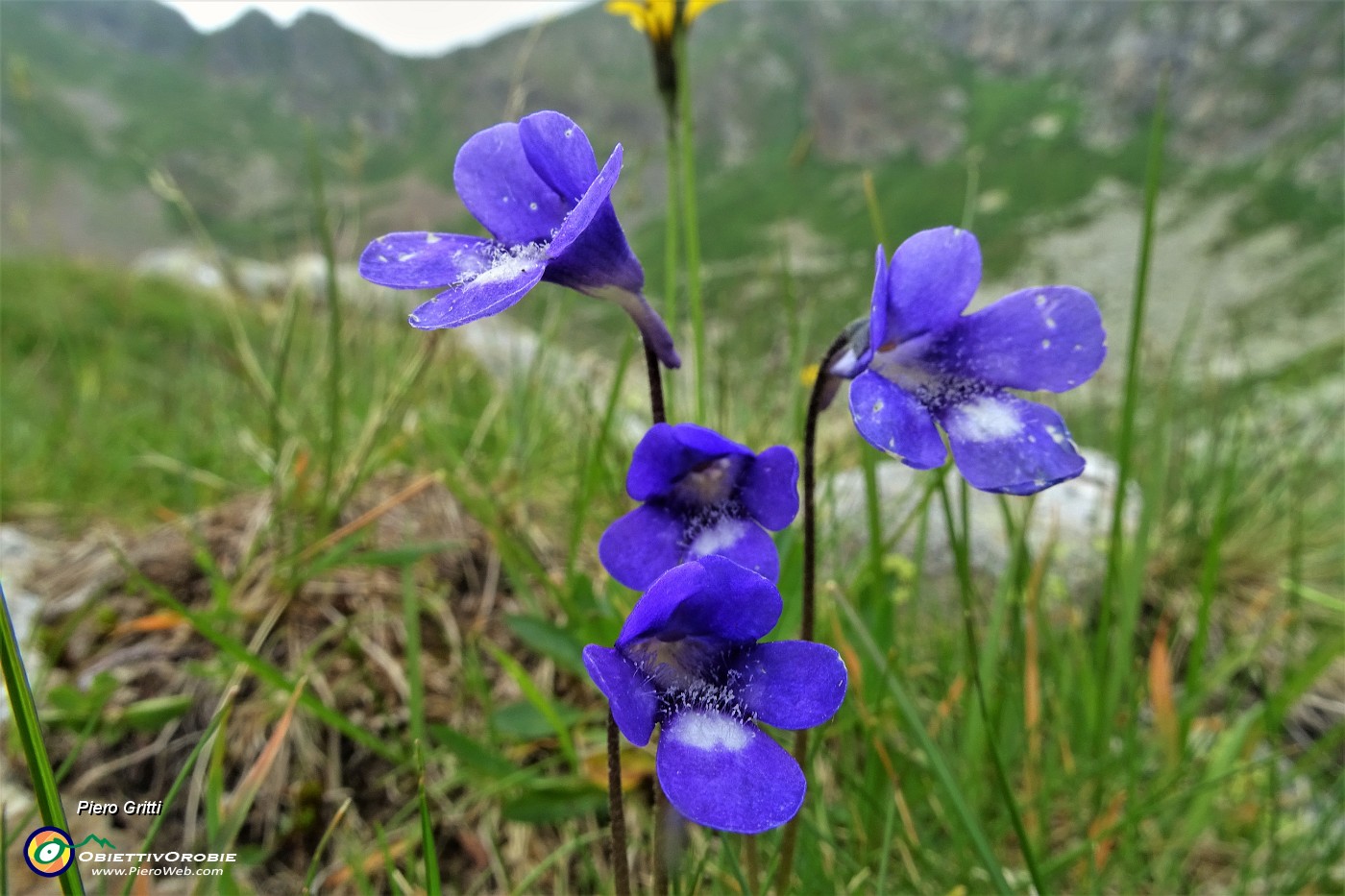 82 Fiori di pinguicula....JPG